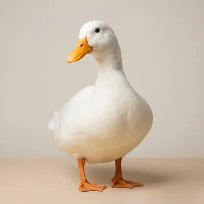 Evcil Ördek (Pekin Ördeği)