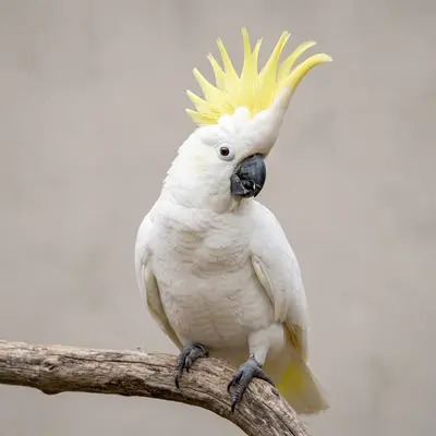 Kakadu (Cockatoo)