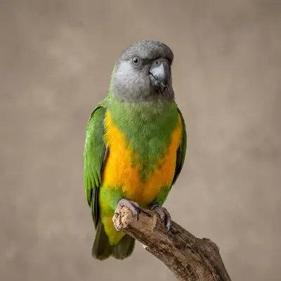 Senegal Papağanı