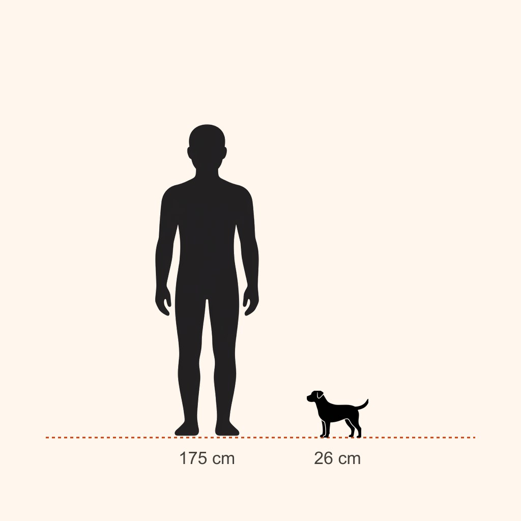 İnsan (175 cm) ile boy karşılaştırması