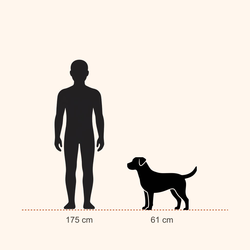 İnsan (175 cm) ile boy karşılaştırması