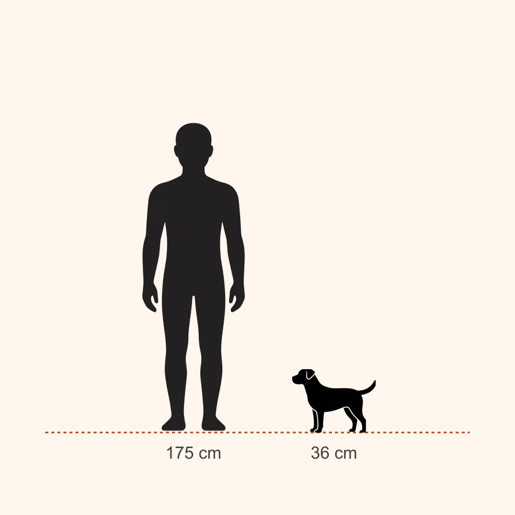İnsan (175 cm) ile boy karşılaştırması