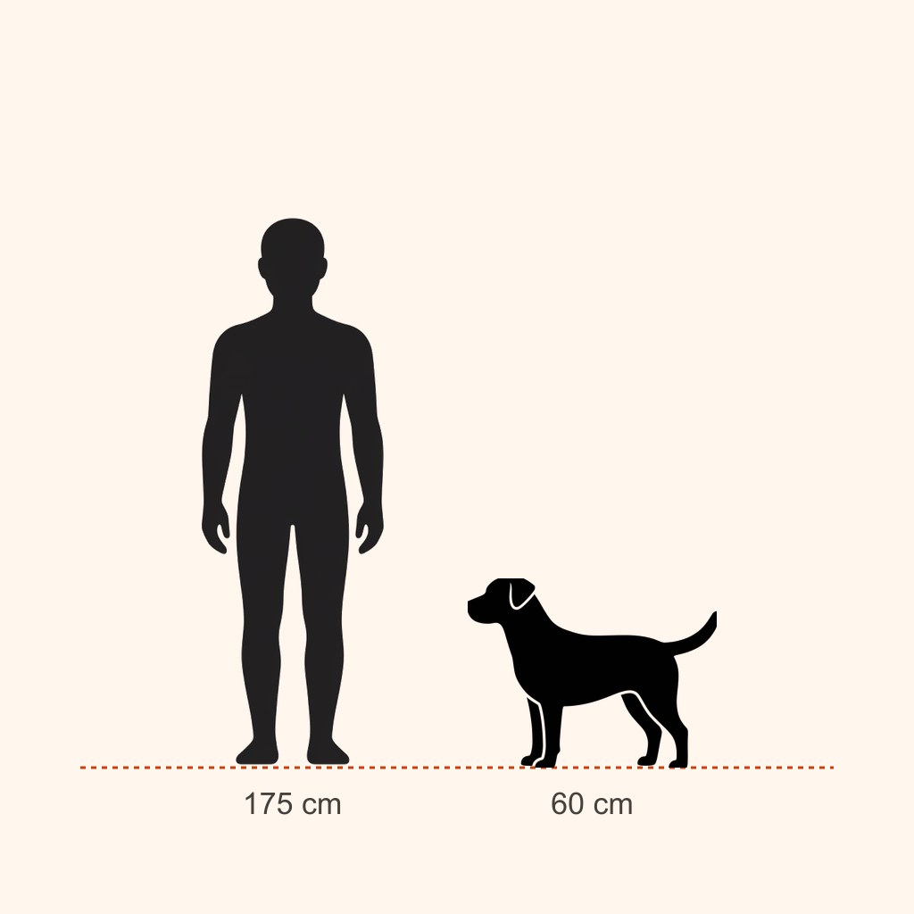 İnsan (175 cm) ile boy karşılaştırması