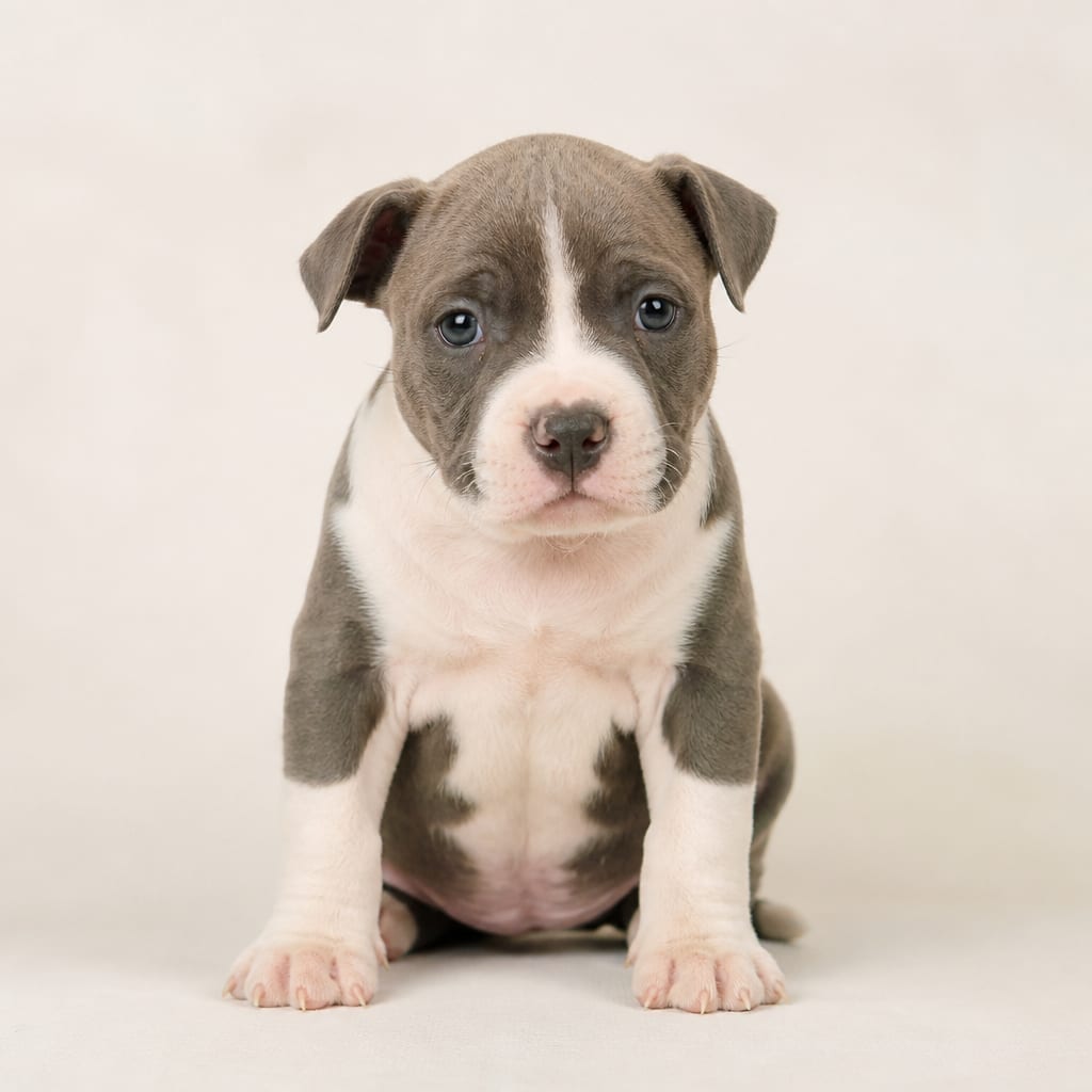 American Pit Bull Terrier (yavru hali)