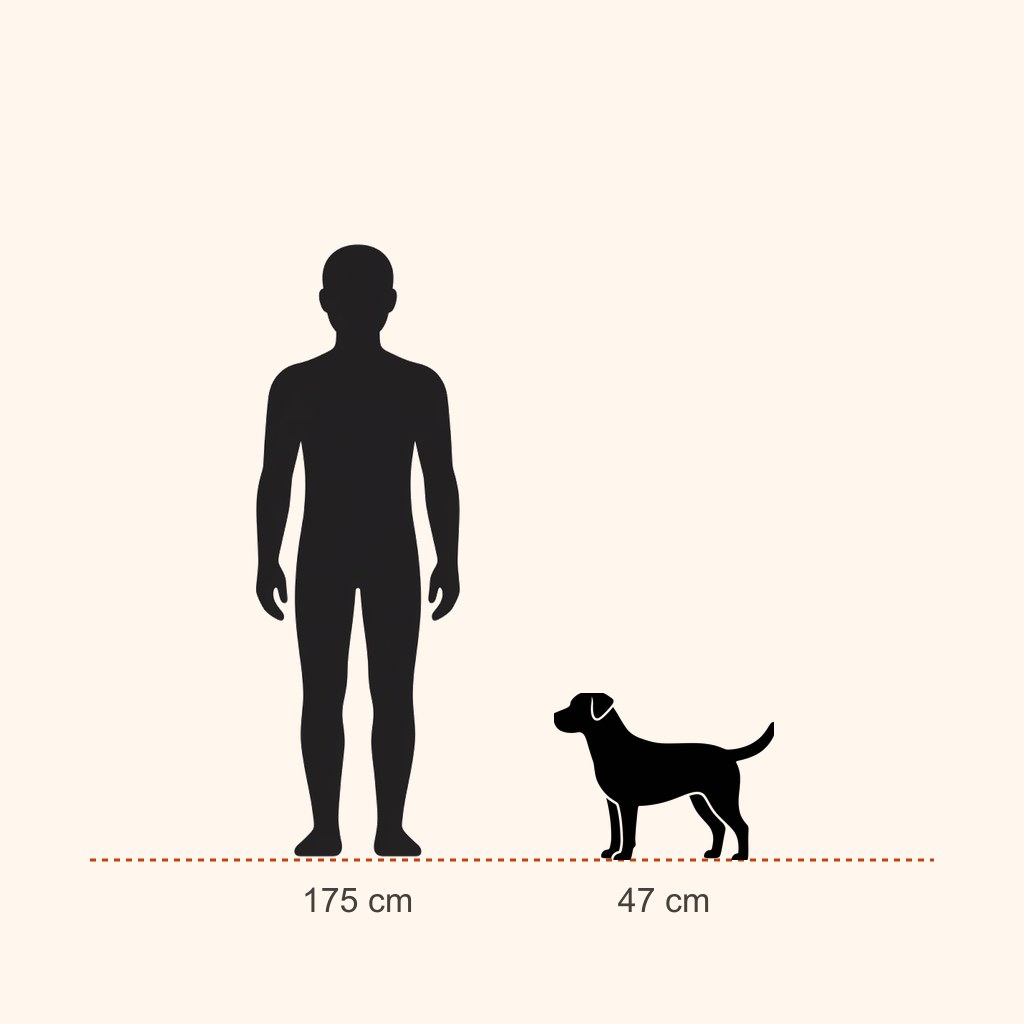 İnsan (175 cm) ile boy karşılaştırması