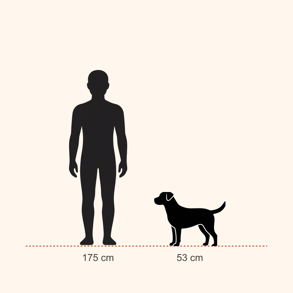 İnsan (175 cm) ile boy karşılaştırması