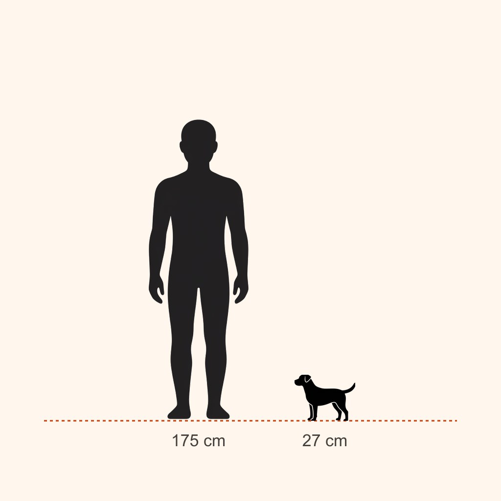 İnsan (175 cm) ile boy karşılaştırması