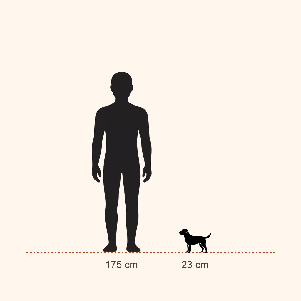 İnsan (175 cm) ile boy karşılaştırması