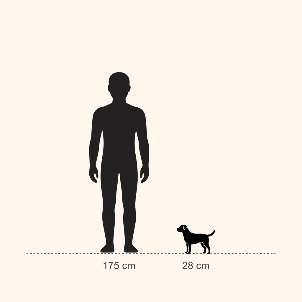 İnsan (175 cm) ile boy karşılaştırması