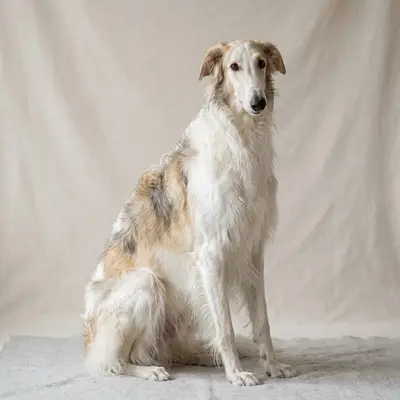 Borzoi
