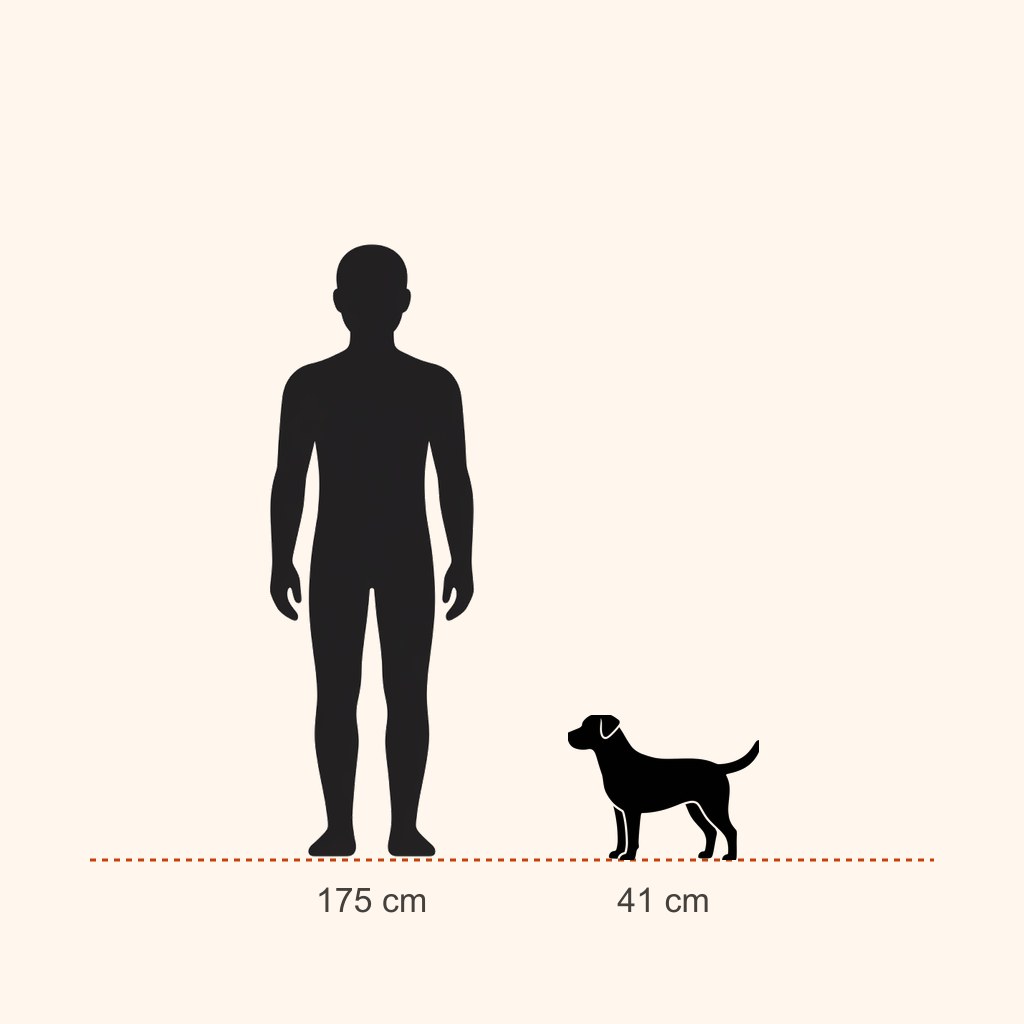 İnsan (175 cm) ile boy karşılaştırması