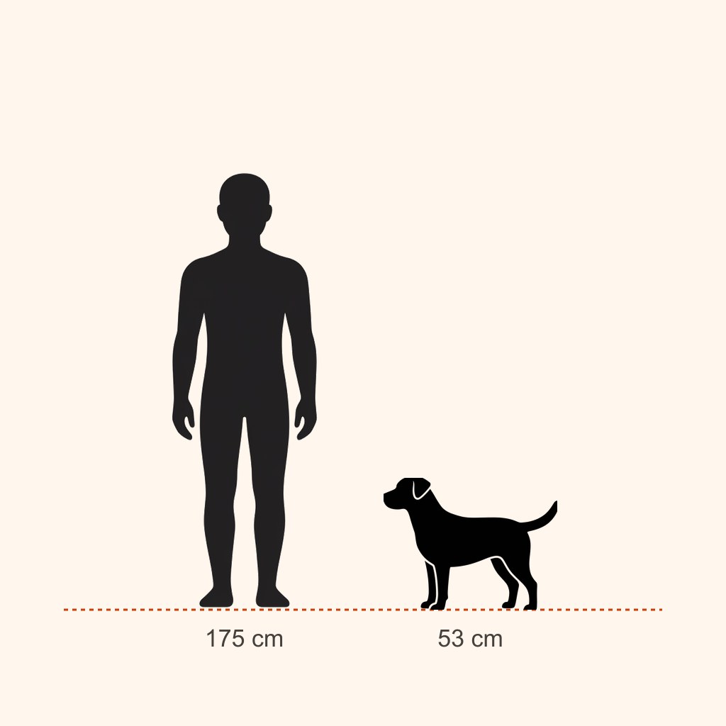 İnsan (175 cm) ile boy karşılaştırması