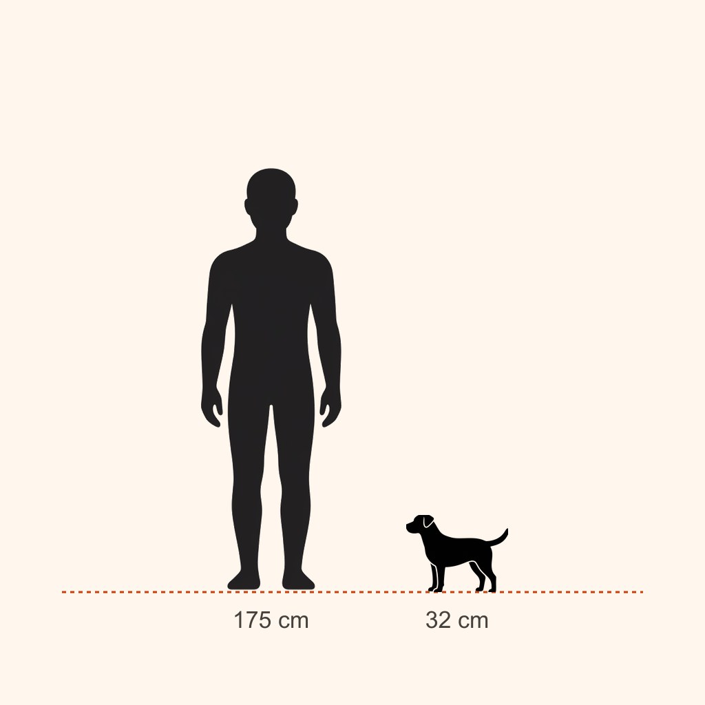 Cavalier King Charles Spaniel için yaklaşık boy karşılaştırması