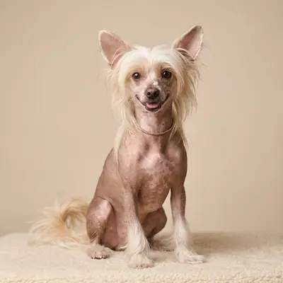 Chinese Crested