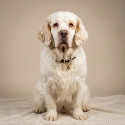 Clumber Spaniel