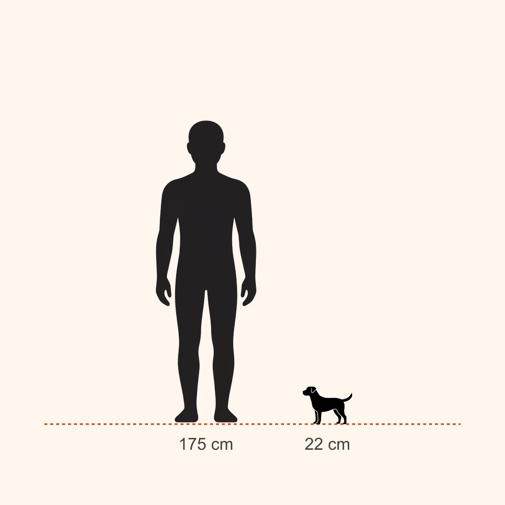 Dachshund için yaklaşık boy karşılaştırması