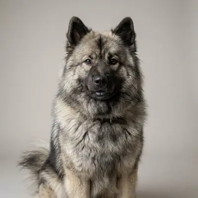 Eurasier