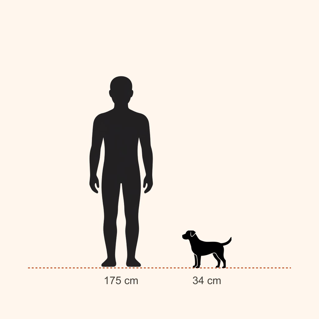 Glen of Imaal Terrier için yaklaşık boy karşılaştırması