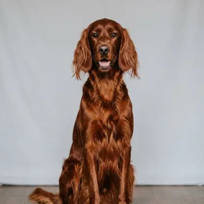 Irish Setter