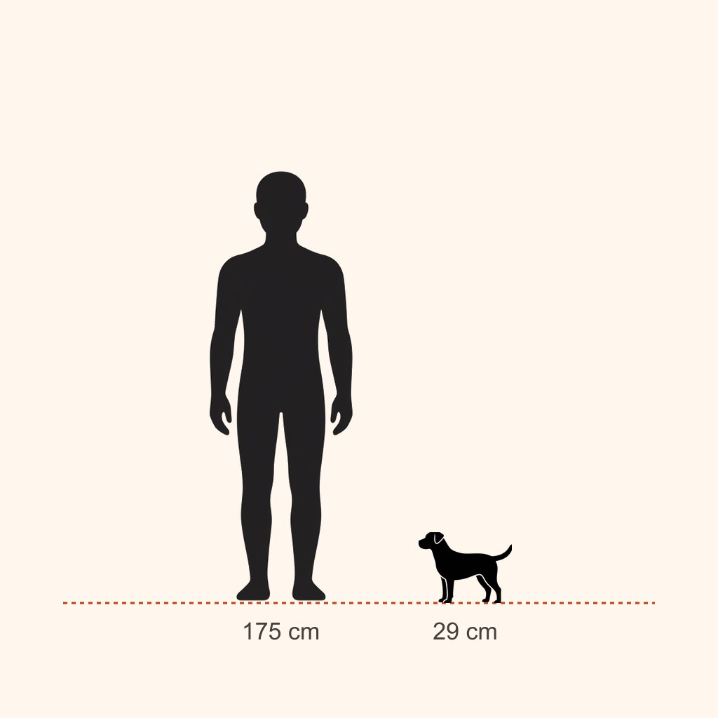 Miniature Pinscher için yaklaşık boy karşılaştırması