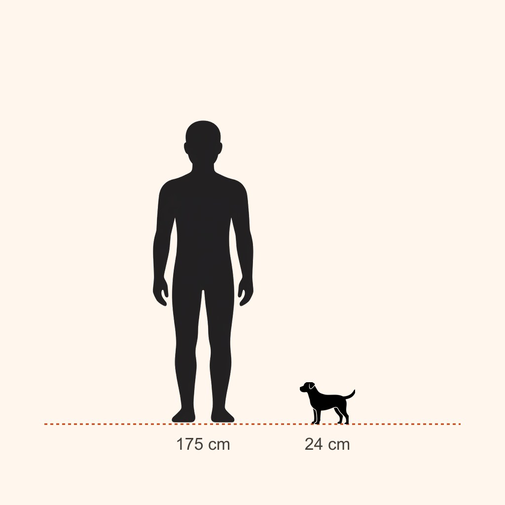 Papillon için yaklaşık boy karşılaştırması