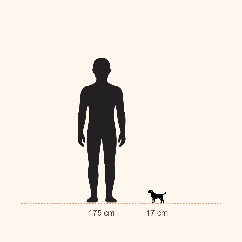 Pomeranian için yaklaşık boy karşılaştırması