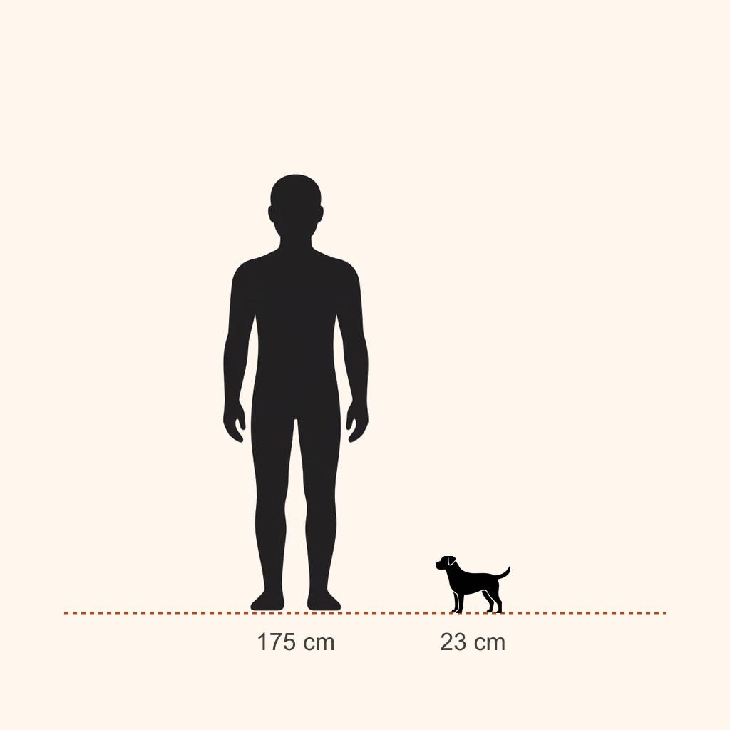 Poodle (Toy) için yaklaşık boy karşılaştırması