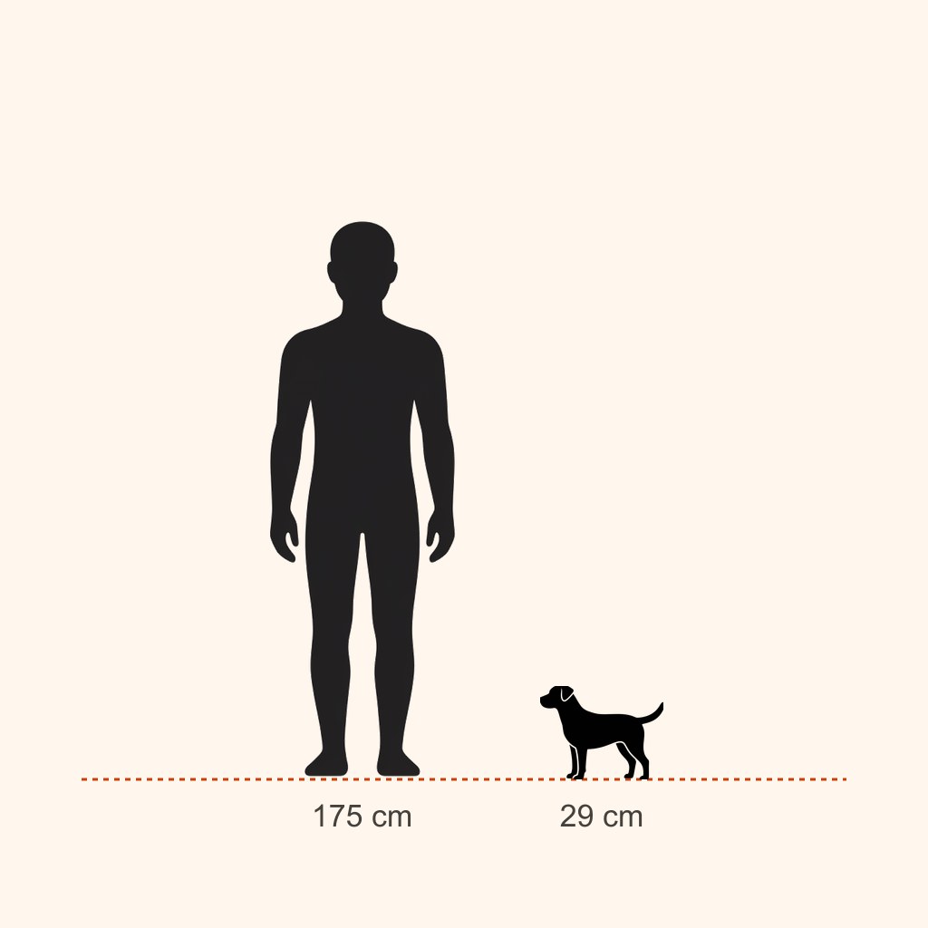 Schipperke için yaklaşık boy karşılaştırması