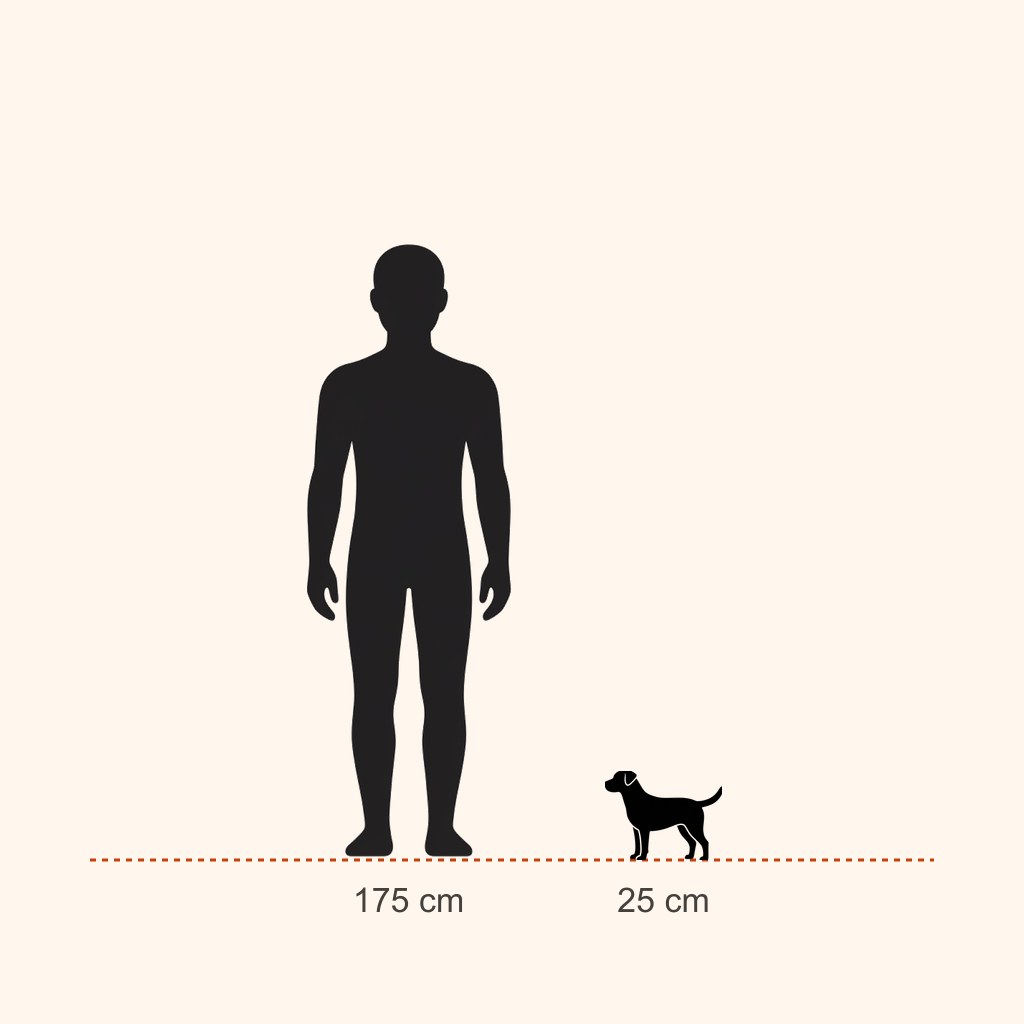 Shih Tzu için yaklaşık boy karşılaştırması