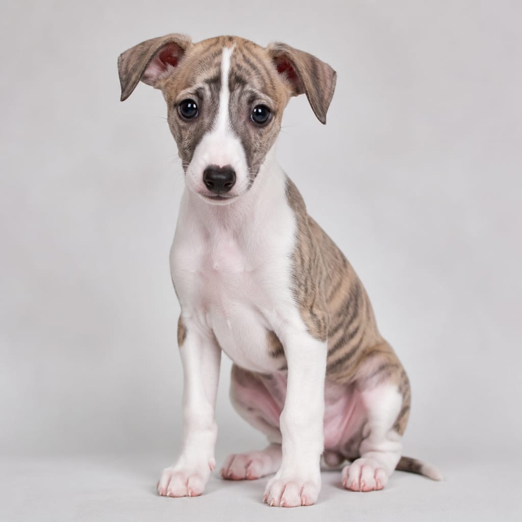 Whippet (yavru hali)