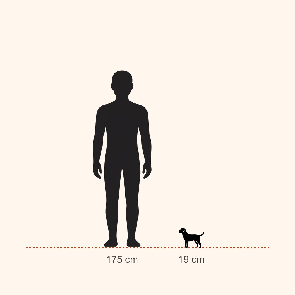 Yorkshire Terrier için yaklaşık boy karşılaştırması