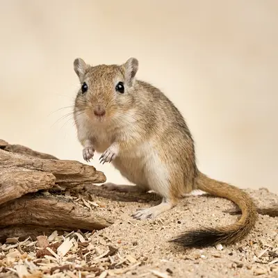 Moğol Çölfaresi (Gerbil)