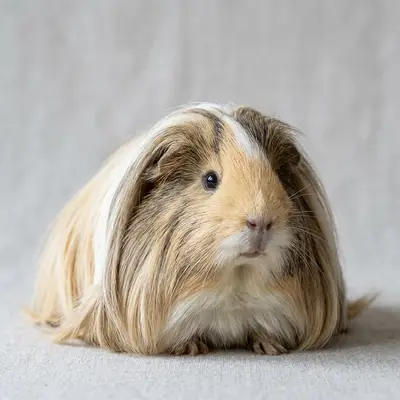 Peru Kobay